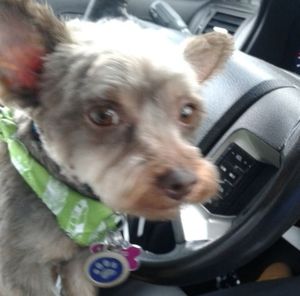 Meet your Posher, Virginia